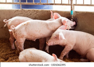 The Pig Is Drinking Water From An Automatic Water Dispenser. Organic Pig Farm Using Matting Rice Husk
. Rural Livestock, Agriculture