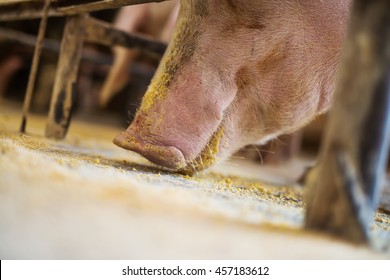 Pig eating.