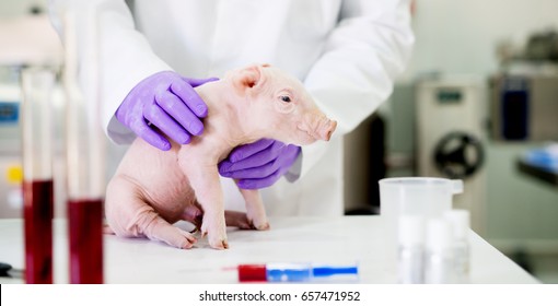 Pig examination at laboratory. Healthcare industry, veterinarian checking pig health. 