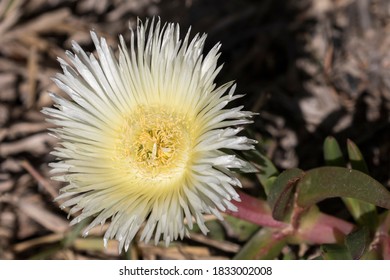 Pig Face Plant With Flower