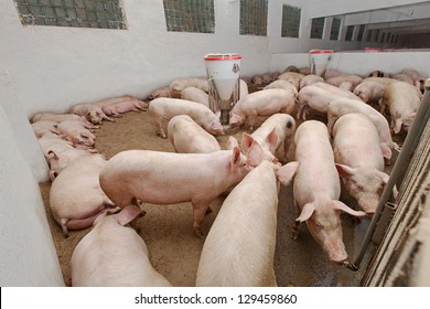 Pig Farm