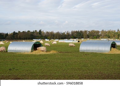 Pig Farm