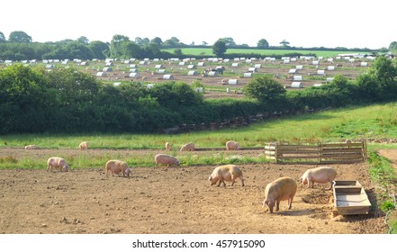 Pig Farm In Devon, England