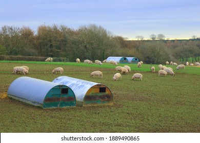 Pig Farm In Devon, UK