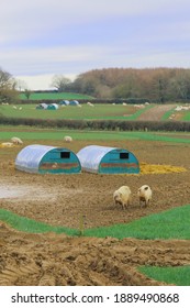 Pig Farm In Devon, UK