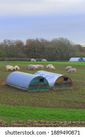 Pig Farm In Devon, UK