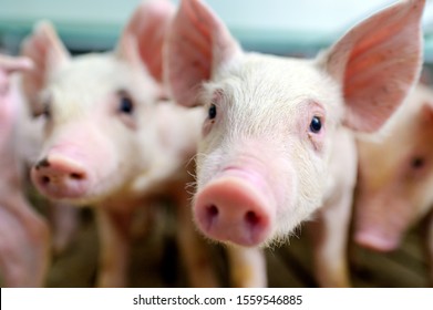 Schweinezuchtbetrieb