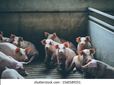 Pig Farm Industry Farming Hog Barn Pork