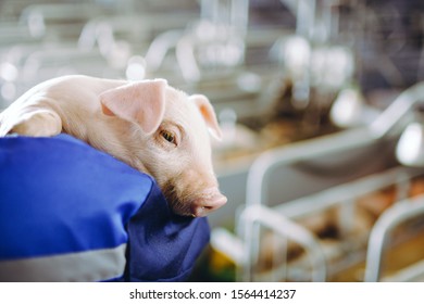 Pig Farm Industry Farming Hog Barn Pork