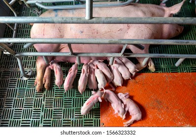 Pig Farm Industry Farming Hog Barn Pork