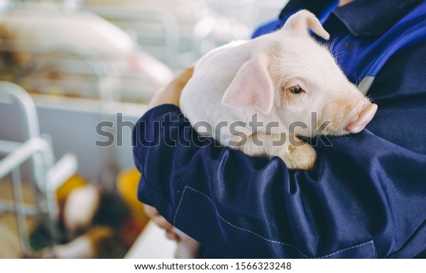 pig farm industry
farming hog barn pork