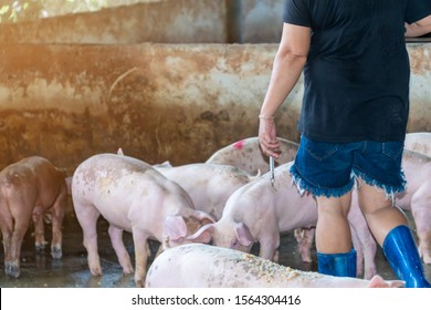 The Pig Farm Owner Holds A Syringe To Treat Diarrhea In The Pig. In Order To Prevent And Reduce The Contagious Disease In Animals