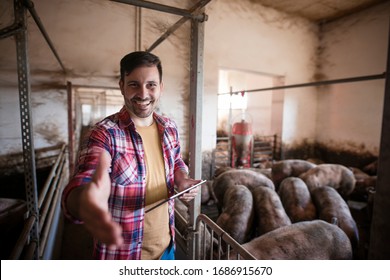 Pig Farm Owner Presenting His Farm. Portrait Of Successful Pig Farmer Giving A Shaking Hand. In Background Pigs Eating In Pigpen.