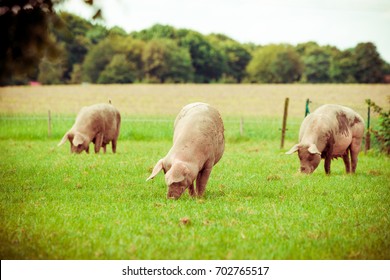 Pig Farm.  Pigs In Field. Healthy Pig On Meadow