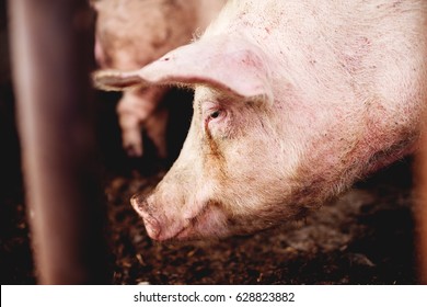Pig at pig farm. Pig portrait.