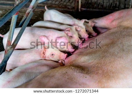 PIG FARM, WORKING IN PIG FARM, Veterinarian Doctor Examining Pigs at a Pig Farm