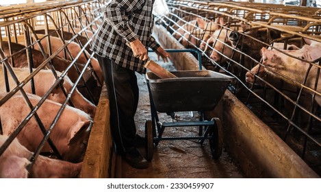 Pig farming. The farmer is feeding the pigs or cleans the pig farm. Back view of a farmer feeding Livestock on a dirty farm - Shutterstock ID 2330459907