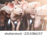 pig farming industry fattening pigs for consumption of meat , Pork is the food of the world