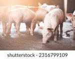 pig farming industry fattening pigs for consumption of meat , Pork is the food of the world