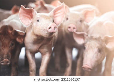 pig farming industry fattening pigs for consumption of meat , Pork is the food of the world's population.