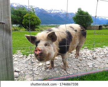 A Pig In A Farm,New Zealand