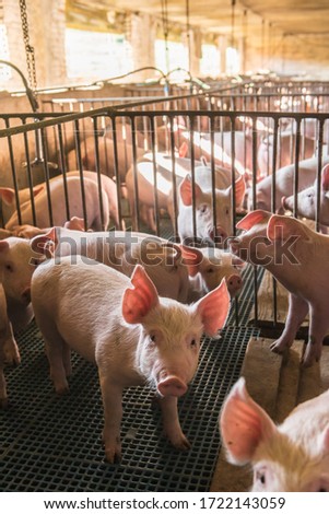 Pig farms in confinement mode