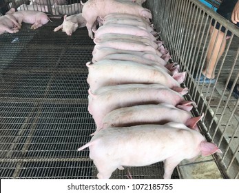 Pig Feed On Farms