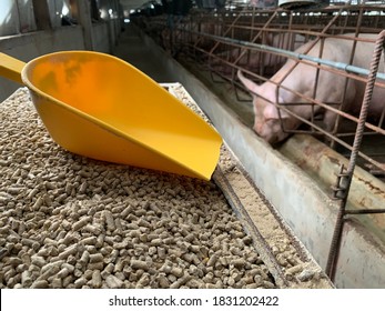 Pig Feed Pellets Are Prepared In The Feeding Cart Of A Large Pig Farm.