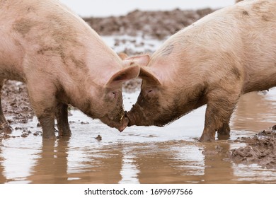 Pig in the field, organic animal husbandry