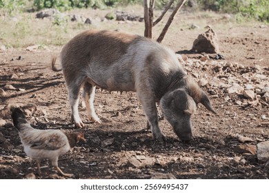 A pig foraging in the dirt while a chicken walks nearby in rural Cuba during daylight