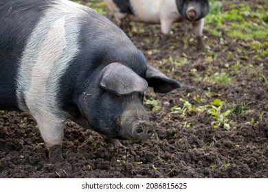A pig is genus Sus,within the even-toed ungulate family Suidae. Pig farming or hog farming is the raising and breeding of domestic pigs as livestock farmed principally for food e.g. pork, bacon,gammon