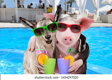 Pig and goat hugging with cocktails in paws on the pool background