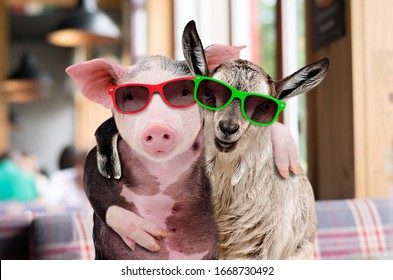 Pig and goat in sunglasses hugging while sitting in a cafe