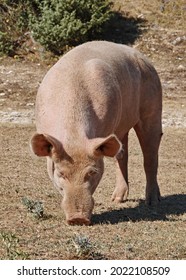 Pig Grazes The Little Grass Left In A Pasture, Sus Scrofa Domesticus, Suidae