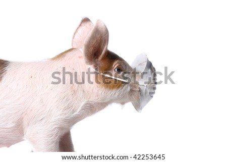 Pig with green gauze bandage. Virus H1N1 concept. Studio shot. Isolated on white.