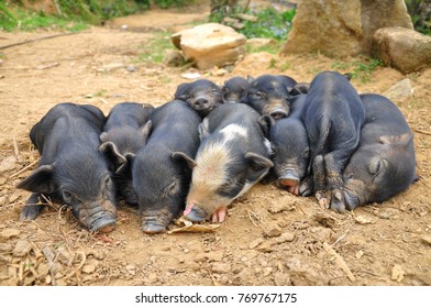 Pig Hmong Ethnic Sapa Vietnam Stock Photo 769767175 | Shutterstock