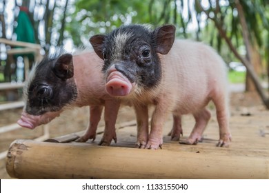 A pig hoof couple herbivorous. But eat both plants and animals as well as wild boar ancestors. Swine evolve gastroenteritis at large.