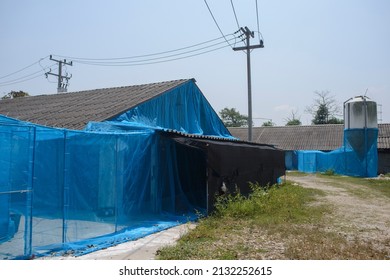 Pig House For Prevention Of Swine Virus Disease.