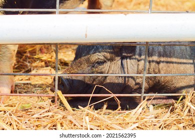 Pig laying down next to fence