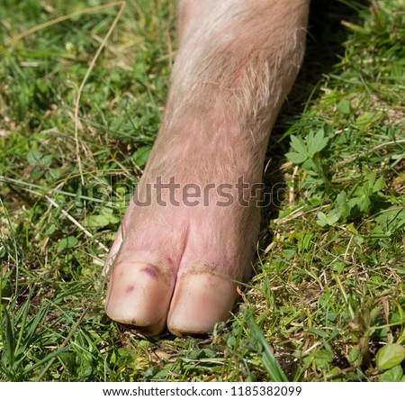 Pig leg in grass