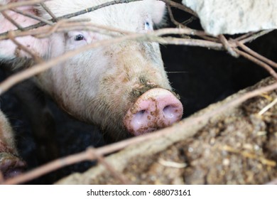 Pig In A Local Kenyan Farm. Food Production In Kenya.