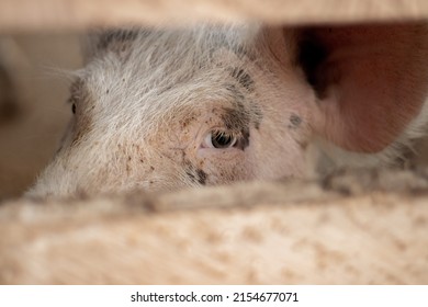 Pig looking at the camera 