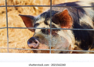 Pig looking through fence on farm