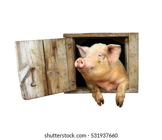 pig looks out from window of shed isolated on the white background