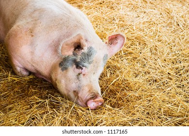 Pig Lying On A Bed Of Straw