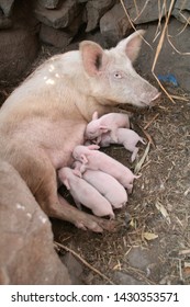 Pig In Malawi Afrika At A Farm