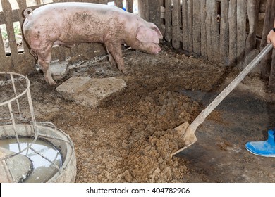 Pig Manure Was A Lap Out Of The Stall