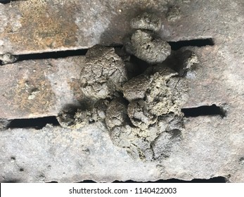 Pig Manure On The Cement Floor