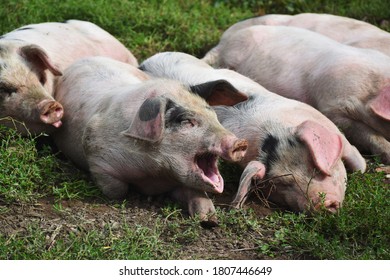 567 Pig mouth open Images, Stock Photos & Vectors | Shutterstock