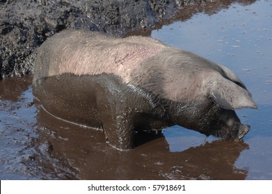 Pig in a mud - Pig farming